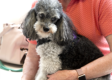Pet insurance