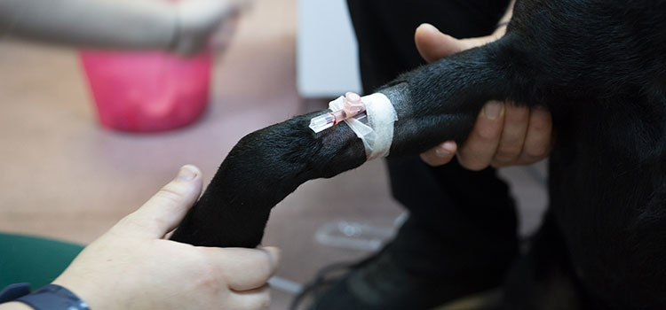 Comprehensive Vet-Services for Southminster