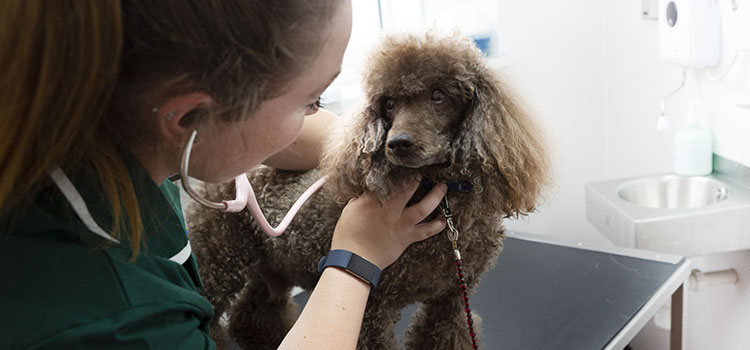 Un-hurried pet consultations