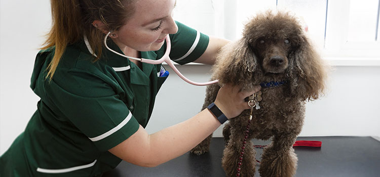 Dental care for pets in Southminster