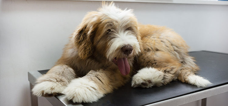 Why Church View Veterinary Clinic?