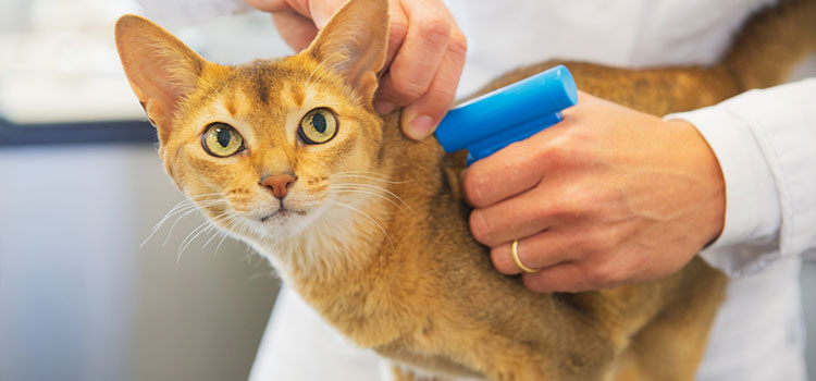 Pet passports & free travel clinics