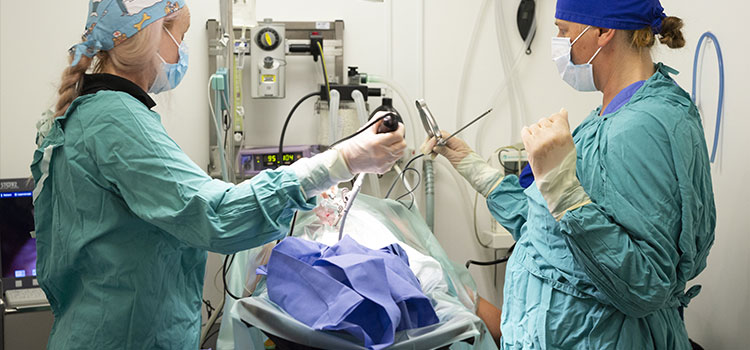 Expert surgical care for pets in Southminster