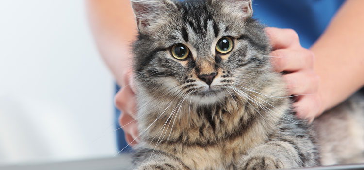 Repeat prescription service for pets in Southminster